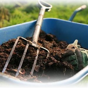 So bereiten Sie den Boden für Tomaten im Gewächshaus für maximale Fruchtbildung vor