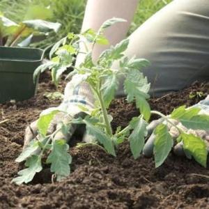 So bereiten Sie den Boden für Tomaten im Gewächshaus für maximale Fruchtbildung vor