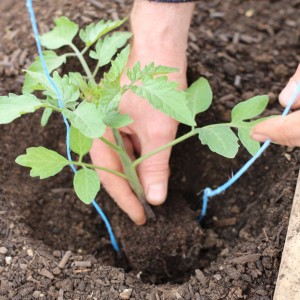 So bereiten Sie den Boden für Tomaten im Gewächshaus für maximale Fruchtbildung vor