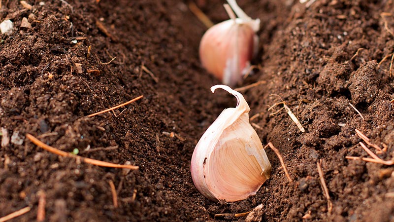 Wie pflanzt man Knoblauch vor dem Winter richtig?