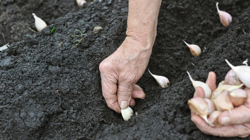 Wie pflanzt man Knoblauch vor dem Winter richtig?