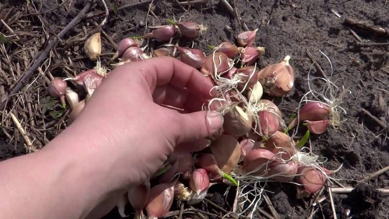 Wie pflanzt man Knoblauch vor dem Winter richtig?