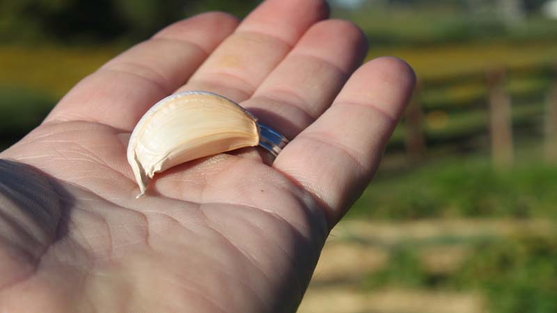 Wie pflanzt man Knoblauch vor dem Winter richtig?