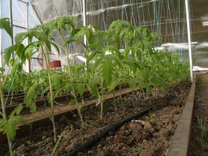 Eine der frühesten Tomatensorten - die französische Hybride Supernova F1