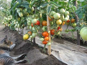 Eine der frühesten Tomatensorten - die französische Hybride Supernova F1