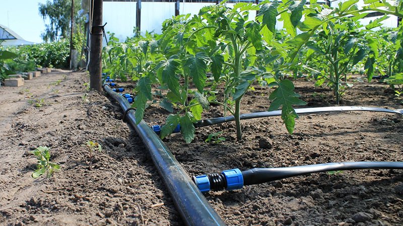 Wie und wie oft Tomaten im Gewächshaus gießen: Tipps von erfahrenen Bauern für eine reichliche Ernte