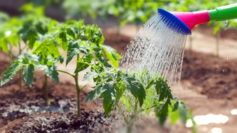 Wie und wie oft Tomaten im Gewächshaus gießen: Tipps von erfahrenen Bauern für eine reichliche Ernte