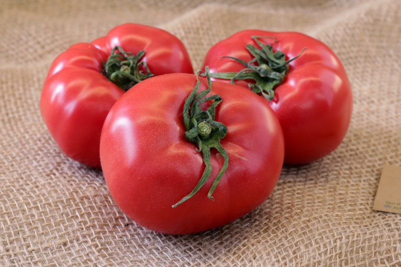 Süße, fleischige und unprätentiöse Tomate Sensei - eine Beschreibung der landwirtschaftlichen Techniken und Ratschläge von erfahrenen Sommerbewohnern