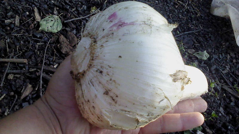 Zwiebel oder Frisur Zwiebel - was ist Rocambol Knoblauch und wie man es richtig anbaut und mit Bedacht verwendet