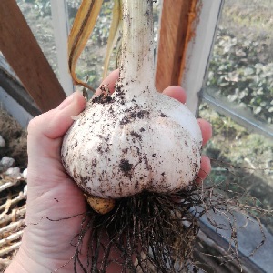 Zwiebel oder Frisur Zwiebel - was ist Rocambol Knoblauch und wie man es richtig anbaut und mit Bedacht verwendet