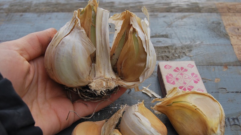 Zwiebel oder Frisur Zwiebel - was ist Rocambol Knoblauch und wie man es richtig anbaut und mit Bedacht verwendet