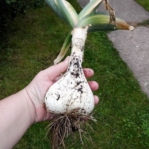 Zwiebeln oder Frisuren - was ist Rocambol Knoblauch und wie man ihn richtig anbaut und mit Bedacht einsetzt