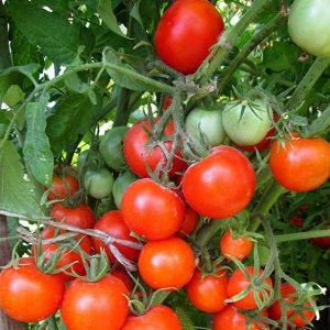 Miniaturbüsche mit sauberen Tomaten, die bis zum Frost Früchte tragen - Fackeltomaten