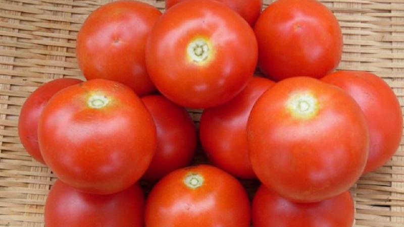 Miniaturbüsche mit sauberen Tomaten, die bis zum Frost Früchte tragen - Fackeltomaten