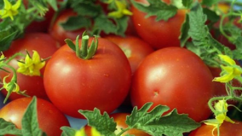 Miniaturbüsche mit sauberen Tomaten, die bis zum Frost Früchte tragen - Fackeltomaten