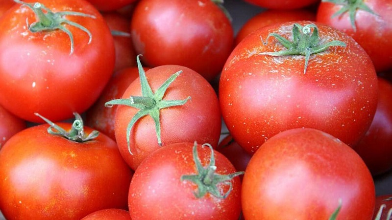 Miniaturbüsche mit sauberen Tomaten, die bis zum Frost Früchte tragen - Fackeltomaten