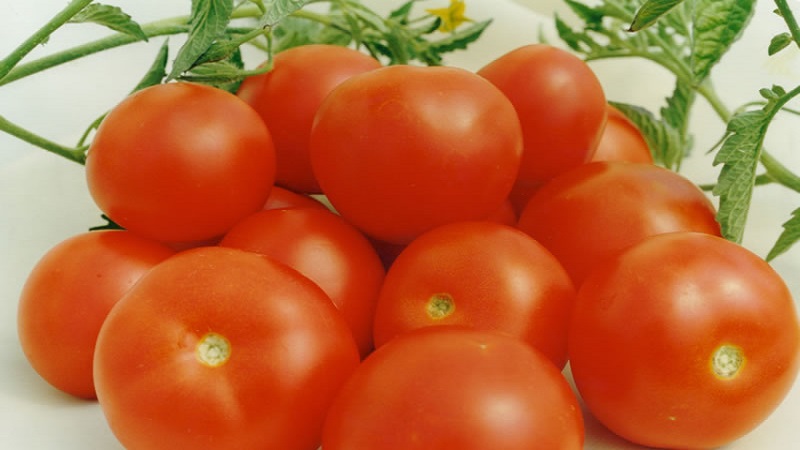 Miniaturbüsche mit sauberen Tomaten, die bis zum Frost Früchte tragen - Fackeltomaten