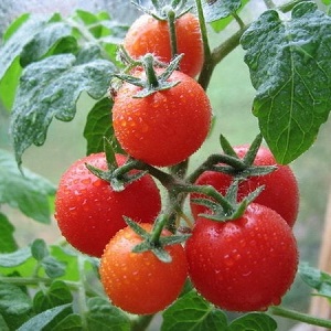 Miniaturbüsche mit sauberen Tomaten, die bis zum Frost Früchte tragen - Fackeltomaten