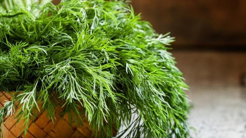 Ist es möglich, Dill gegen Gastritis zu essen und wie man ihn in Rezepten der traditionellen Medizin verwendet?