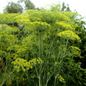 Ist es möglich, Dill gegen Gastritis zu essen und wie man ihn in Rezepten der traditionellen Medizin verwendet?