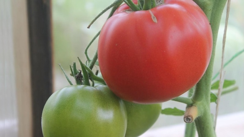 Eine unprätentiöse und nicht launische Sorte, die nur minimale Pflege erfordert - fetthaltige Tomaten: Wir wachsen ohne Probleme