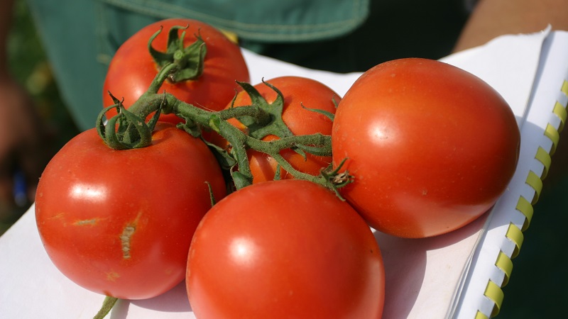 Unprätentiös, vielseitig einsetzbar, früh reife Tomate Druzhok f1: Bewertungen und Geheimnisse des Wachstums