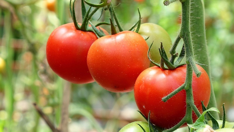 Unprätentiös, vielseitig einsetzbar, früh reife Tomate Druzhok f1: Bewertungen und Geheimnisse des Wachstums