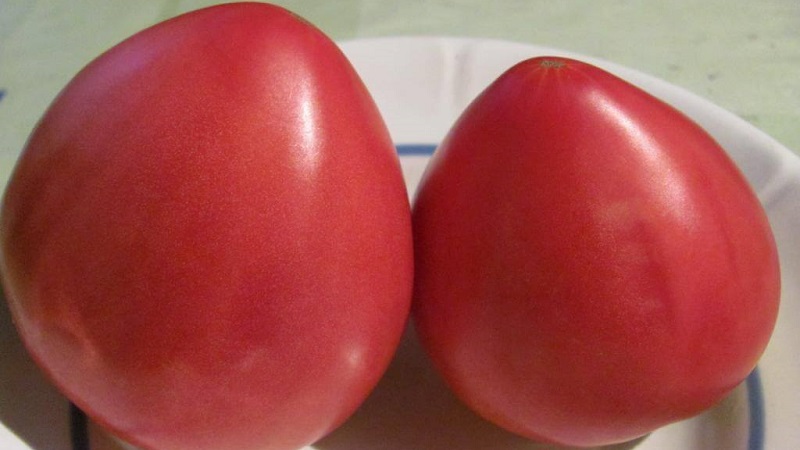 Eine der beliebtesten Tomaten unter Gärtnern. Schwergewicht Sibiriens: resistente, früh reifende und ertragreiche Sorte