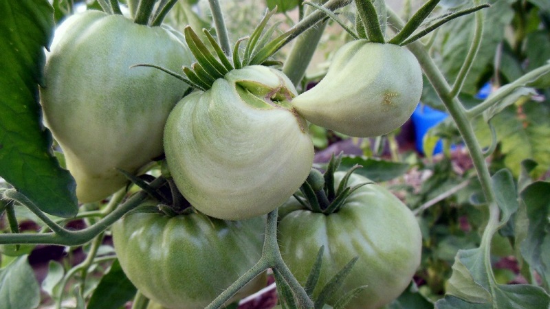 Eine der beliebtesten Tomaten unter Gärtnern. Schwergewicht Sibiriens: resistente, früh reifende und ertragreiche Sorte