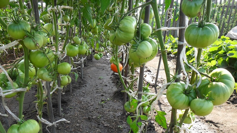 Eine der beliebtesten Tomaten unter Gärtnern. Schwergewicht Sibiriens: resistente, früh reifende und ertragreiche Sorte