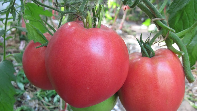 Eine der beliebtesten Tomaten unter Gärtnern. Schwergewicht Sibiriens: resistente, früh reifende und ertragreiche Sorte