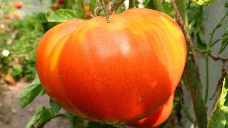 Eine der beliebtesten Tomaten unter Gärtnern. Schwergewicht Sibiriens: resistente, früh reifende und ertragreiche Sorte