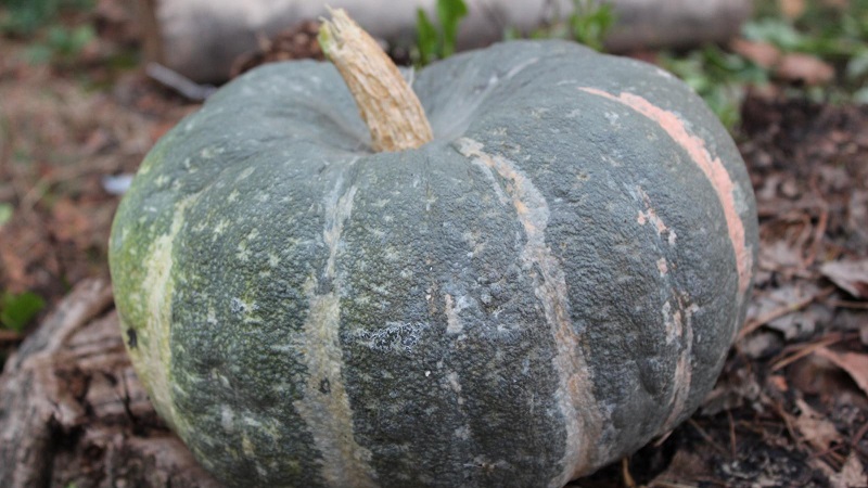 Merkmale des Anbaus von großfruchtigen Kürbissorten