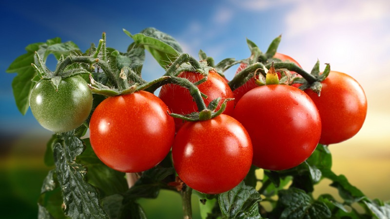 Wir nutzen die Erfahrung erfahrener Sommerbewohner - wie man Tomaten mit Aspirin verarbeitet und wie es zu reichlichen Erträgen beiträgt