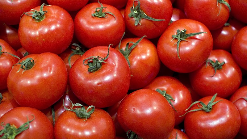 Warum jeder Gärtner mindestens einmal eine Bobkat-Tomate anbauen sollte - die beste der untergroßen