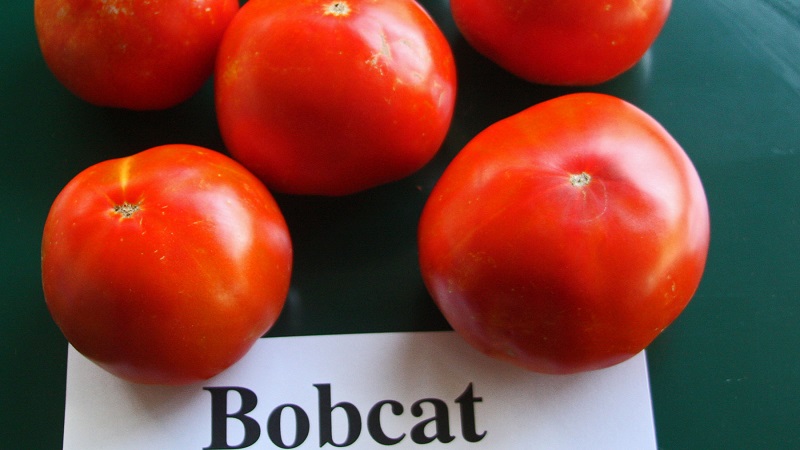 Warum sollte jeder Gärtner mindestens einmal eine Bobkat-Tomate anbauen - die beste der untergroßen