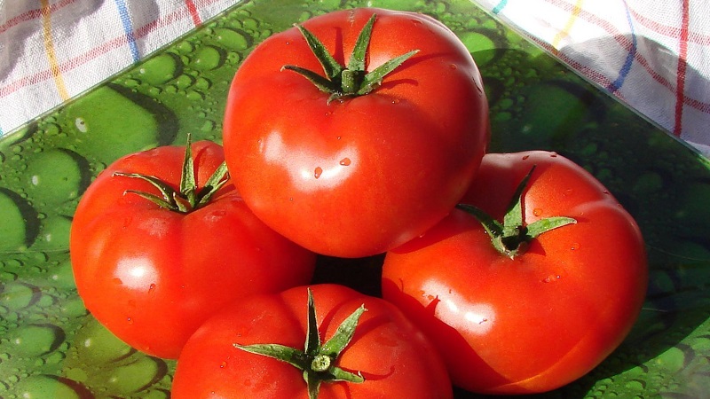 Warum sollte jeder Gärtner mindestens einmal eine Bobkat-Tomate anbauen - die beste der untergroßen