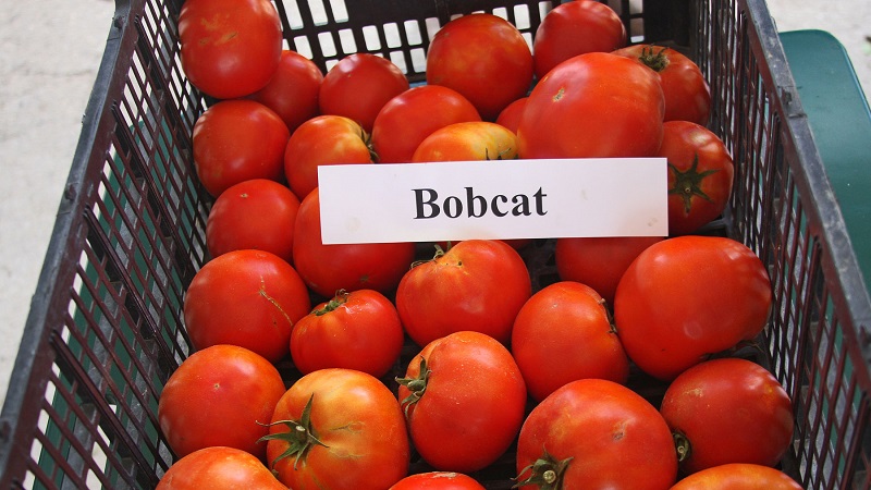 Warum sollte jeder Gärtner mindestens einmal eine Bobkat-Tomate anbauen - die beste der untergroßen