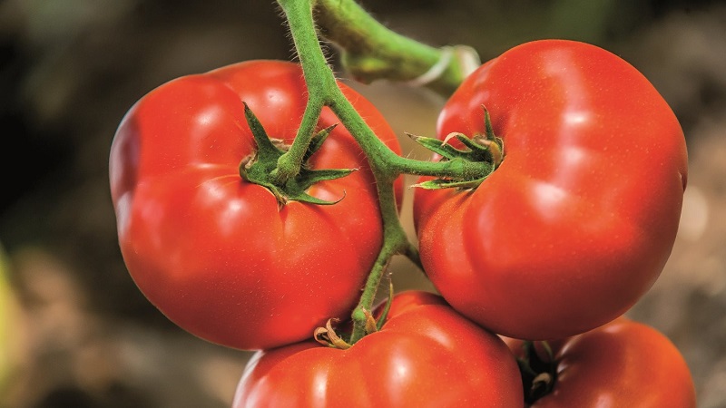 Warum sollte jeder Gärtner mindestens einmal eine Bobkat-Tomate anbauen - die beste der untergroßen