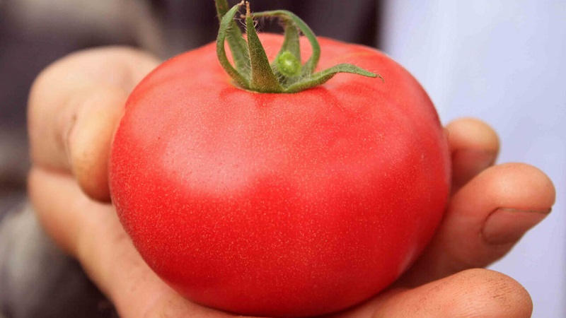 Warum sollte jeder Gärtner mindestens einmal eine Bobkat-Tomate anbauen - die beste der untergroßen