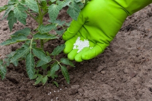 Süße, fleischige und unprätentiöse Tomate Sensei - eine Beschreibung der landwirtschaftlichen Techniken und Ratschläge von erfahrenen Sommerbewohnern