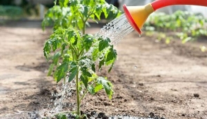 Süße, fleischige und unprätentiöse Tomate Sensei - eine Beschreibung der landwirtschaftlichen Techniken und Ratschläge von erfahrenen Sommerbewohnern