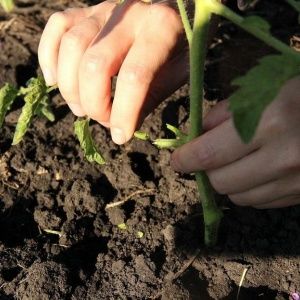 Eine riesige Tomate, deren Fruchtgröße erstaunlich ist - wir züchten unser eigenes Tomatenwunder des Gartens