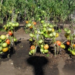 Eine riesige Tomate, deren Fruchtgröße erstaunlich ist - wir züchten unser eigenes Tomatenwunder des Gartens