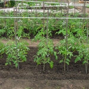 Eine riesige Tomate, deren Fruchtgröße erstaunlich ist - wir züchten unser eigenes Tomatenwunder des Gartens