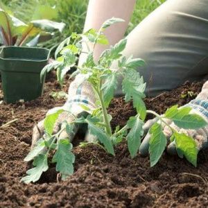 Eine riesige Tomate, deren Fruchtgröße erstaunlich ist - wir züchten unser eigenes Tomatenwunder des Gartens