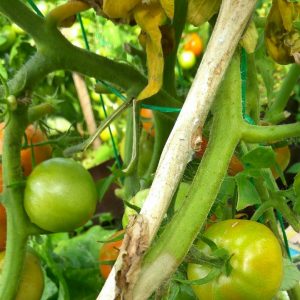 Hilft brillantes Grün für Tomaten bei Spätbrand und wie man es richtig anwendet: Anweisungen und Ratschläge von Sommerbewohnern mit Erfahrung