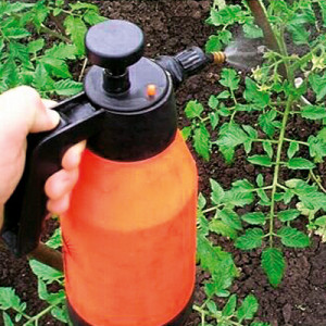 Hilft brillantes Grün für Tomaten bei Spätbrand und wie man es richtig anwendet: Anweisungen und Ratschläge von Sommerbewohnern mit Erfahrung