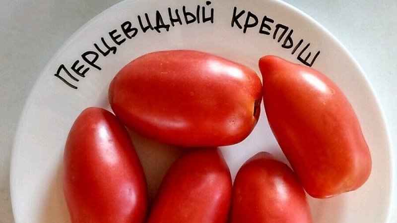 Probieren Sie diese ungewöhnliche Sorte, die Sie nicht gleichgültig lässt - die pfefferförmige, robuste Tomate