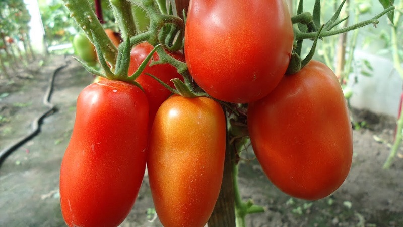 Probieren Sie diese ungewöhnliche Sorte, die Sie nicht gleichgültig lässt - Tomato Pepper-förmig robust